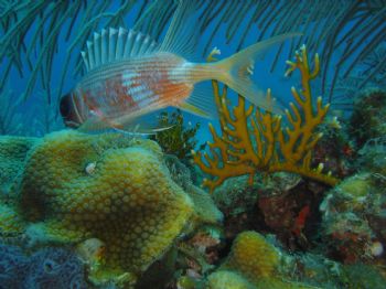 Taken with Sony Cybershot T1 in Turneffe Atoll, Belize by Steven Parker 